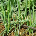 CL080217-026.jpg