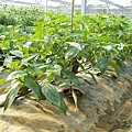 CL080217-027.jpg