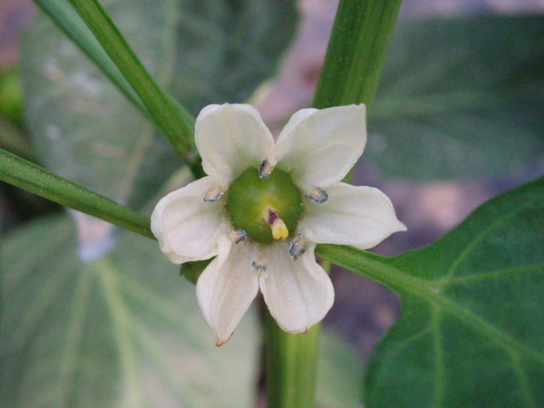 CL080217-029.jpg