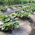 CL080217-030.jpg