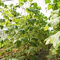 CL080217-034.jpg