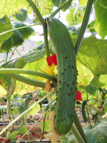 CL080217-035.jpg