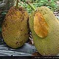 約瑟地糧倉100707-嘉義台南楠西菠蘿蜜園