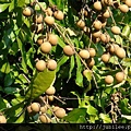 212LO100804-117.jpg