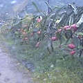 二號地紅龍果.jpg