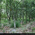 約瑟地糧倉100707-嘉義台南楠西菠蘿蜜園