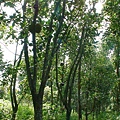 約瑟地糧倉100707-嘉義台南楠西菠蘿蜜園