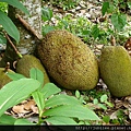 約瑟地糧倉100707-嘉義台南楠西菠蘿蜜園