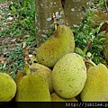 約瑟地糧倉100707-嘉義台南楠西菠蘿蜜園