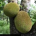 約瑟地糧倉100707-嘉義台南楠西菠蘿蜜園