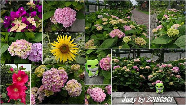 20180501-黎明花園步道-旅蛙和花.jpg