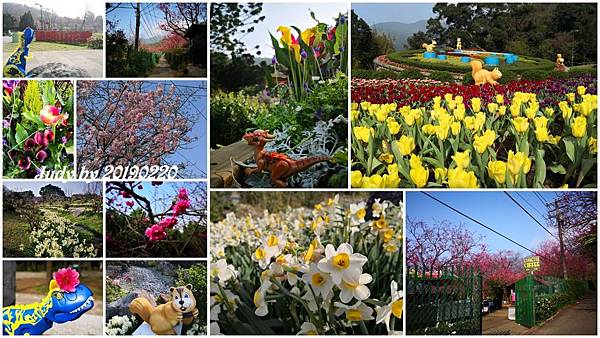 20190220-2019陽明山花季.jpg