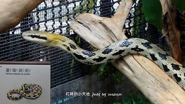 20150314-貓空動物園%26;萬華澎皮麵32.jpg