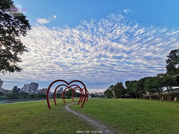 【台北中正】古亭河濱公園 花海(大地當畫布,繽紛草花為彩筆~