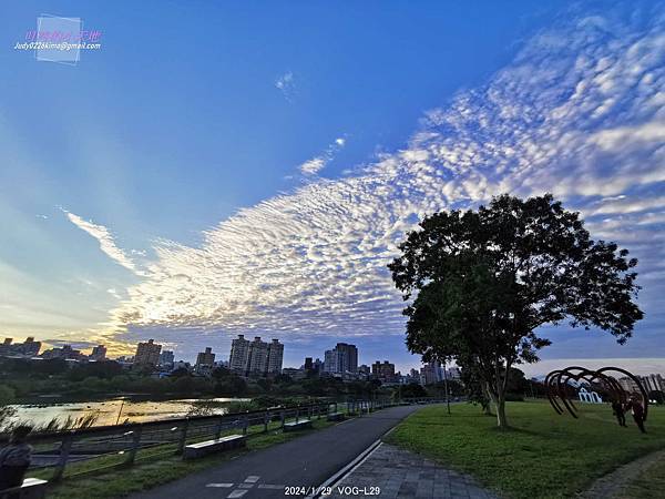 【台北中正】古亭河濱公園 花海(大地當畫布,繽紛草花為彩筆~