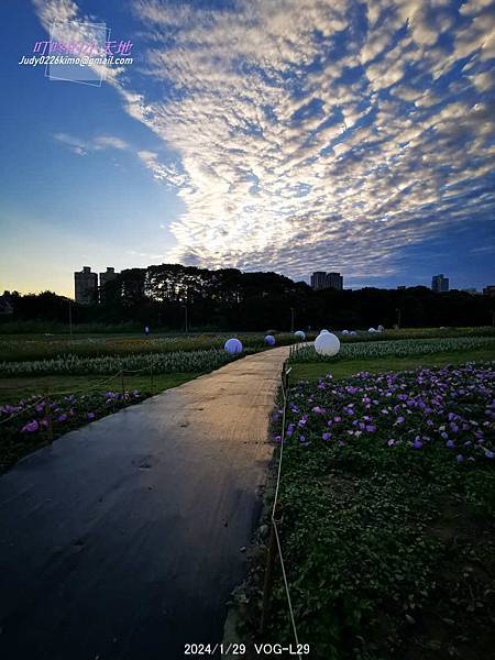 【台北中正】古亭河濱公園 花海(大地當畫布,繽紛草花為彩筆~