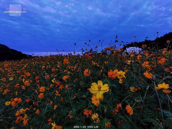 【台北中正】古亭河濱公園 花海(大地當畫布,繽紛草花為彩筆~