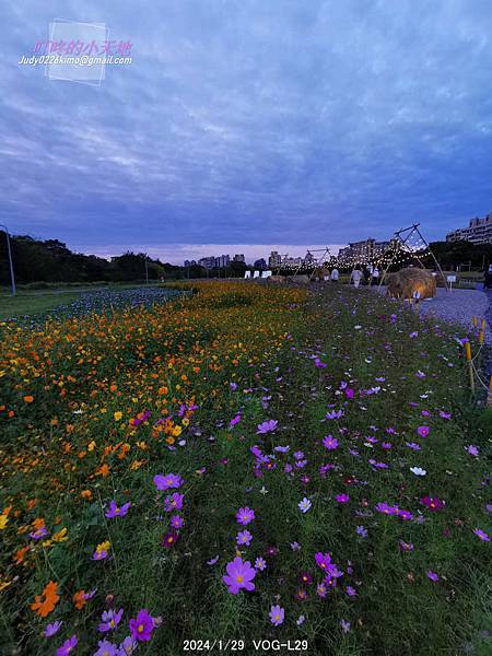 【台北中正】古亭河濱公園 花海(大地當畫布,繽紛草花為彩筆~