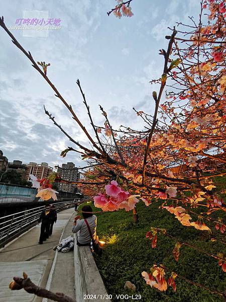 【台北內湖】2024樂活夜櫻季-內湖樂活公園(夜櫻季己步入第