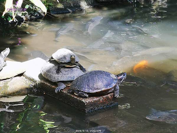 【113年甲辰龍年】初三-頂泰山巖 迎春過平安橋,博祥福發財