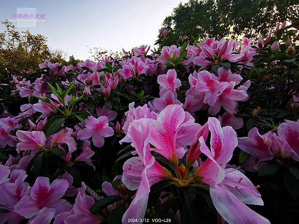 【台北大安】2024台北杜鵑花季&繡球花季-大安森林公園(4