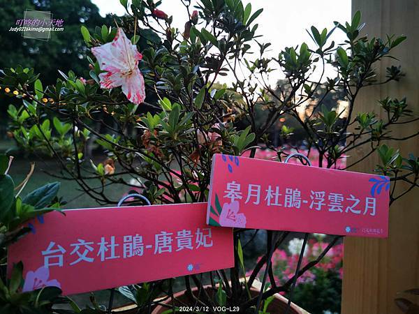 【台北大安】2024台北杜鵑花季&繡球花季-大安森林公園(4