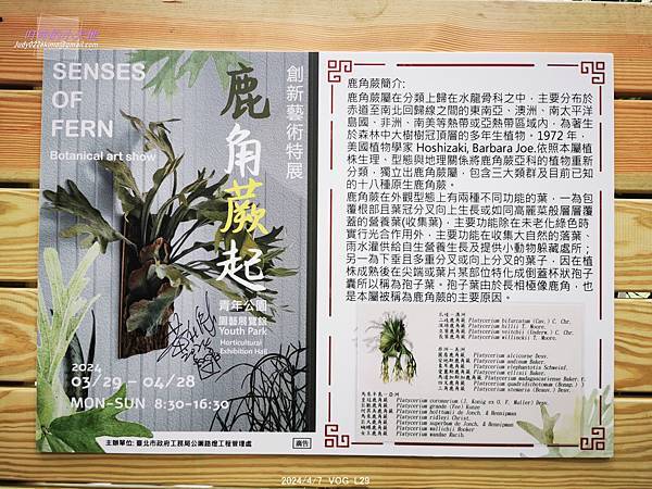 【台北萬華】達人私藏僅此1檔 青年公園鹿角蕨特展-青年公園 