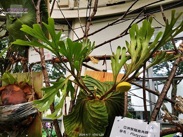 【台北萬華】達人私藏僅此1檔 青年公園鹿角蕨特展-青年公園 