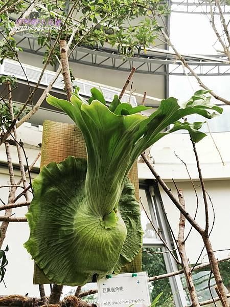 【台北萬華】達人私藏僅此1檔 青年公園鹿角蕨特展-青年公園 