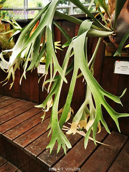 【台北萬華】達人私藏僅此1檔 青年公園鹿角蕨特展-青年公園 