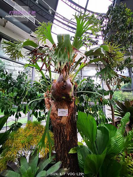 【台北萬華】達人私藏僅此1檔 青年公園鹿角蕨特展-青年公園 