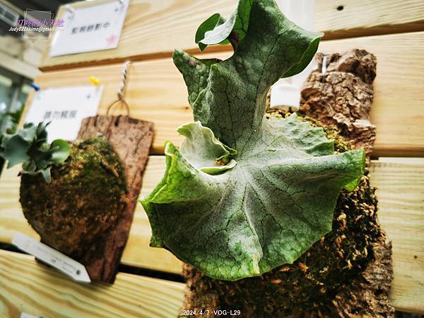 【台北萬華】達人私藏僅此1檔 青年公園鹿角蕨特展-青年公園 