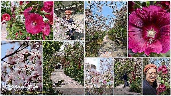 20250404-2025黎明花園步道-櫻花,蜀葵.jpg