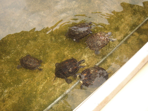 原來福華水池的烏龜有這麼多隻啊！
