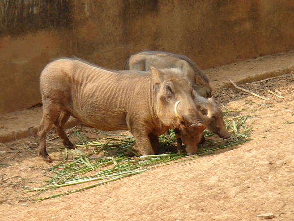 山豬+山豬寶寶