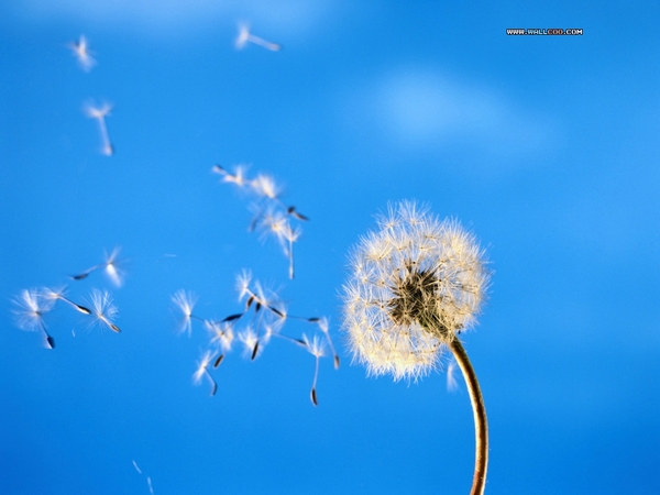 1dandelion[1].jpg