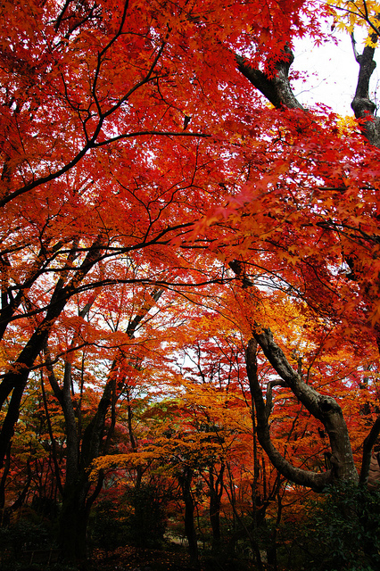 日本關西自由行 11秋遊京都滋賀 十四 紅葉名所 京都嵐山常寂光寺 巧遇見楓紅最盛期 處處美得宛如夢境 好夢幻 不能流浪的日子 在城市中發呆 快樂雲玩世界 痞客邦