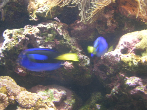 藍色魚1