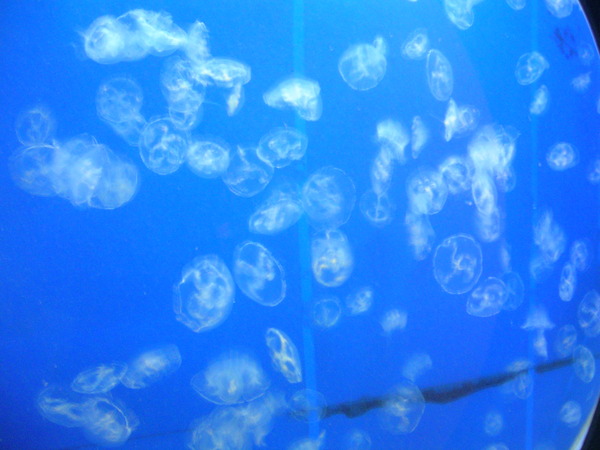 JELLY FISH