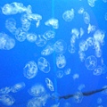 JELLY FISH