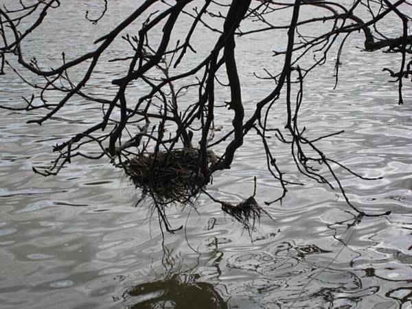 鳥巢ㄟ  感覺快掉下去了  (英國路邊很多鳥巢喔)