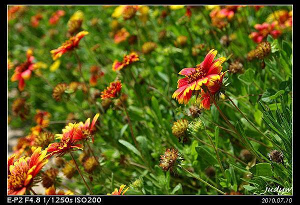 021_澎湖縣線花  天人菊.jpg