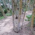 鳳崎落日登山步道