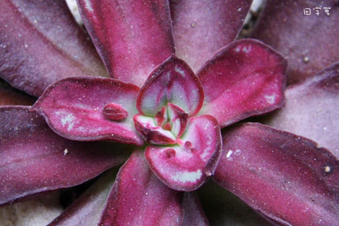 猜猜誰"花心"→紅司 Echeveria nodulosa