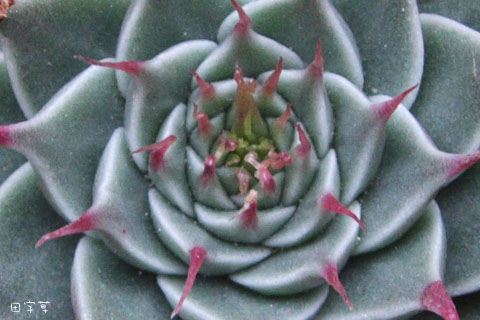 猜猜誰"花心"→銀星 × Graptoveria cv. Silver Star