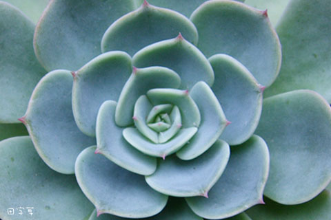 猜猜誰"花心"→七福神?Echeveria × imbricata