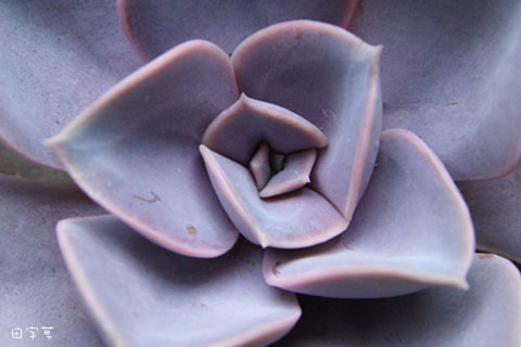 猜猜誰"花心"→紐倫堡珍珠 Echeveria cv. Perle von Nürnberg