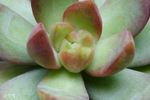 猜猜誰"花心"→黄麗 Sedum adolphii