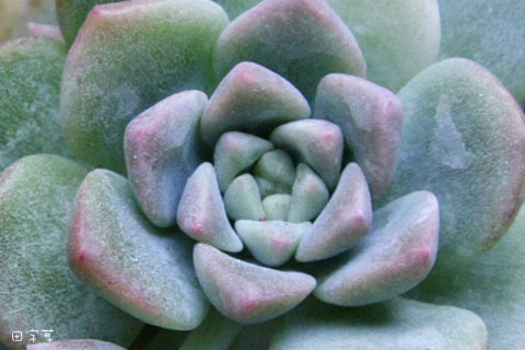 猜猜誰"花心"→迷你蓮 Echeveria prolifica