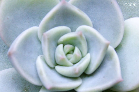 猜猜誰"花心"→白牡丹 × Graptoveria 'Titubans'